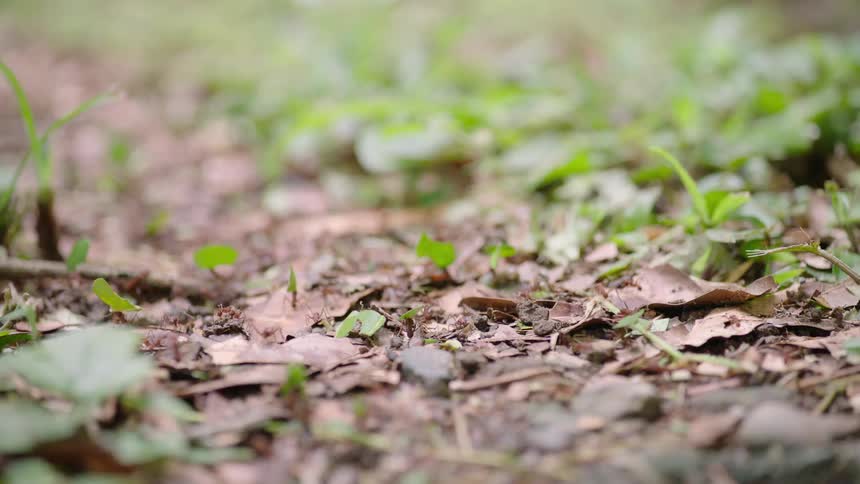 A colony of leaf-cutter ants diligently marches in a line, carrying fragments of green leaves across the forest floor