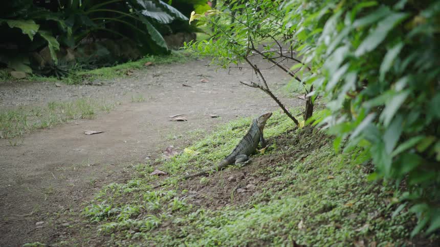 A large iguana rests on a grassy hill next to a dirt path in a lush green jungle
