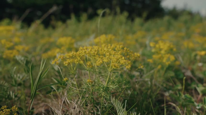 Close-up of vibrant yellow wildflowers swaying gently in the breeze within a lush green meadow