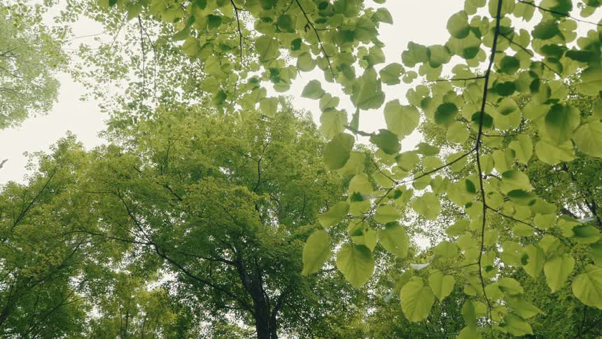 A gentle breeze rustles the bright green leaves of a forest canopy against an overcast sky