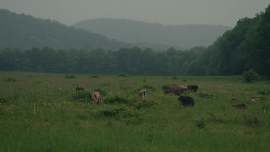 Cows peacefully graze in a lush green mountain pasture on an overcast and foggy morning