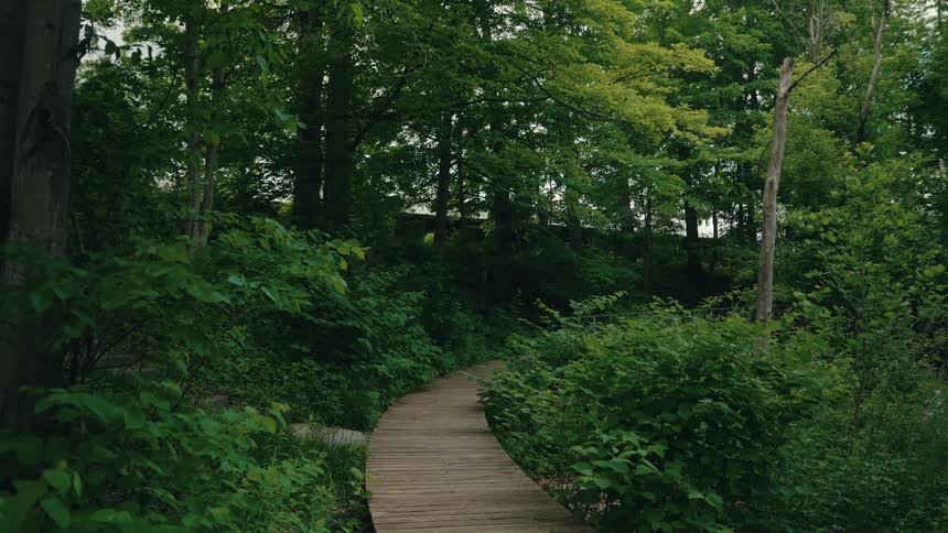 A tranquil wooden boardwalk path curves through a lush, dense green forest