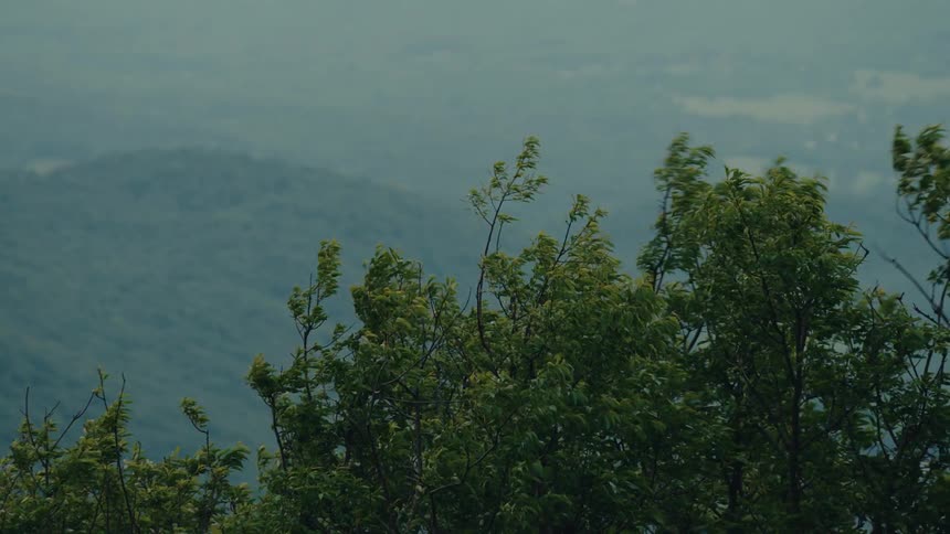Strong winds whip through the treetops on a stormy day, with a hazy mountain range visible in the background