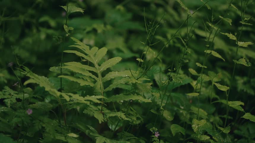 Close up of lush green foliage and ferns with raindrops on the leaves during a gentle rain shower