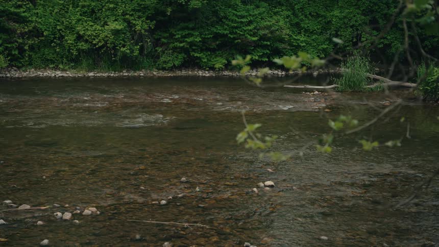 A serene wide shot of a clear river gently flowing through a lush green forest