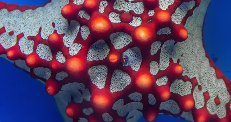 An intricate macro view shows a tiny snail moving across the vibrant red and white surface of a necklace sea star