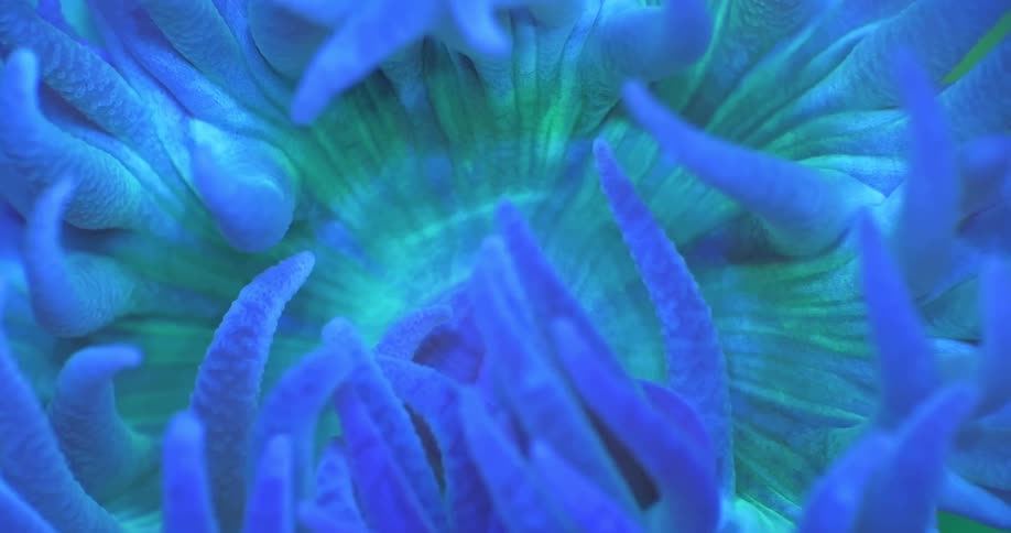 Mesmerizing macro shot of a fluorescent blue and green sea anemone with a glowing, pulsing mouth