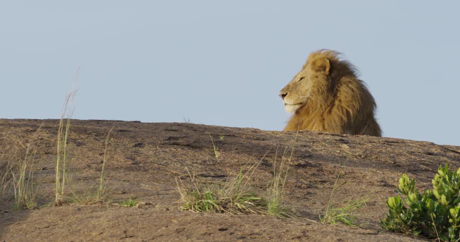 Lion laying in the savanna