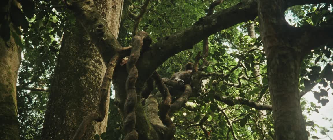 A slow zoom out reveals a thick, twisted liana vine wrapped around the branches of a large tree in a dense jungle