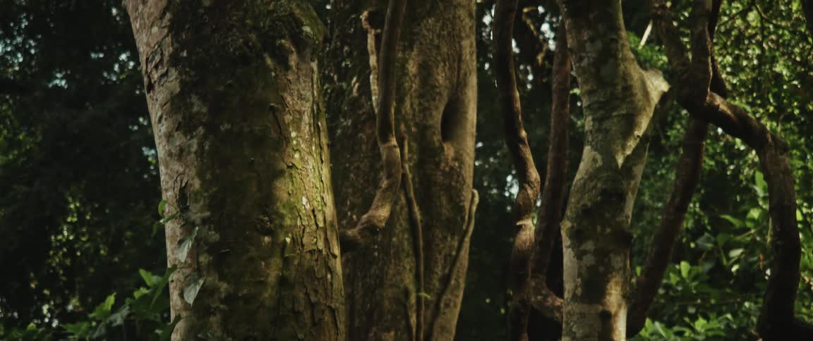An ancient moss-covered stone statue is slowly revealed to be part of a dense, mysterious jungle with large trees and vines