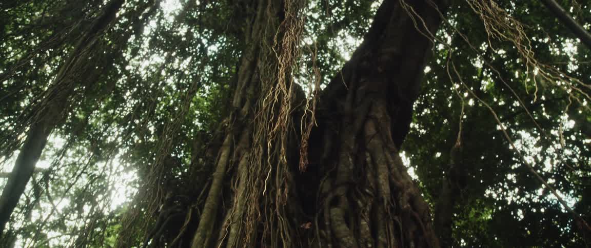 Looking up from a mossy ancient stone statue to the vast canopy of a giant Banyan tree in a jungle