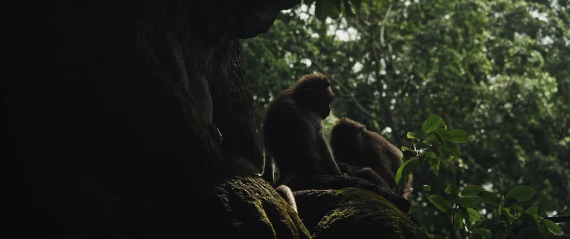 From a shadowy, moss-covered ancient statue to a pair of grooming monkeys in a dense jungle
