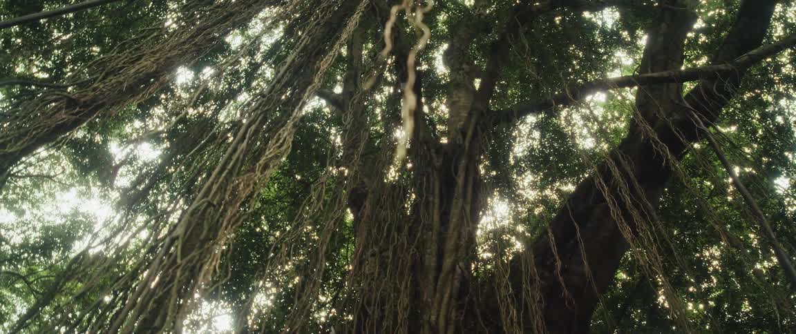 A slow, majestic pan looking up through the sun-dappled canopy of a giant Banyan tree with hanging lianas