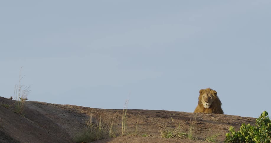 Lion laying on the ground