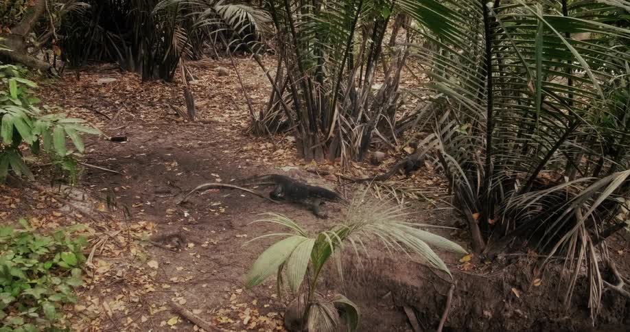 A large monitor lizard slowly forages along a muddy bank in a dense tropical forest while a smaller one scurries away