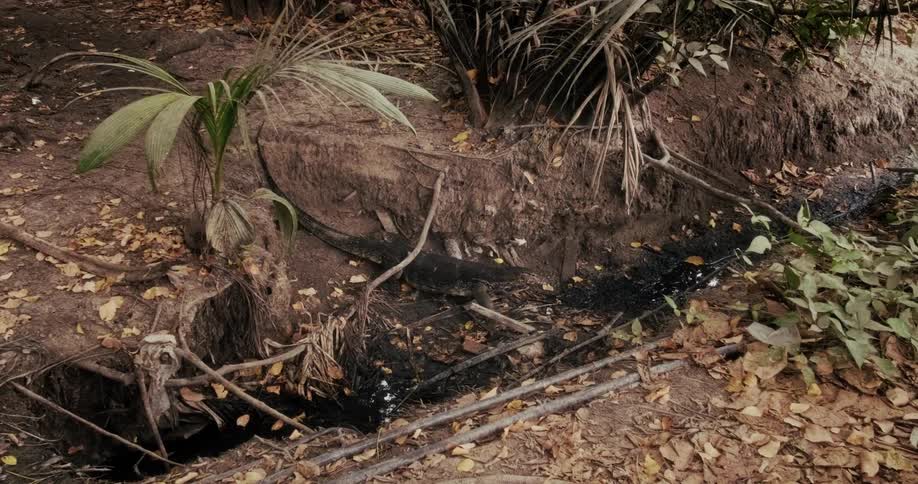 An Asian water monitor lizard emerges from a burrow and walks through a polluted, oily ditch in a tropical forest