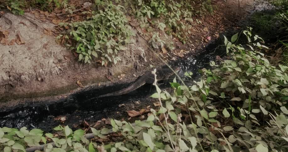 An Asian water monitor lizard wades slowly through a polluted black stream in a jungle setting