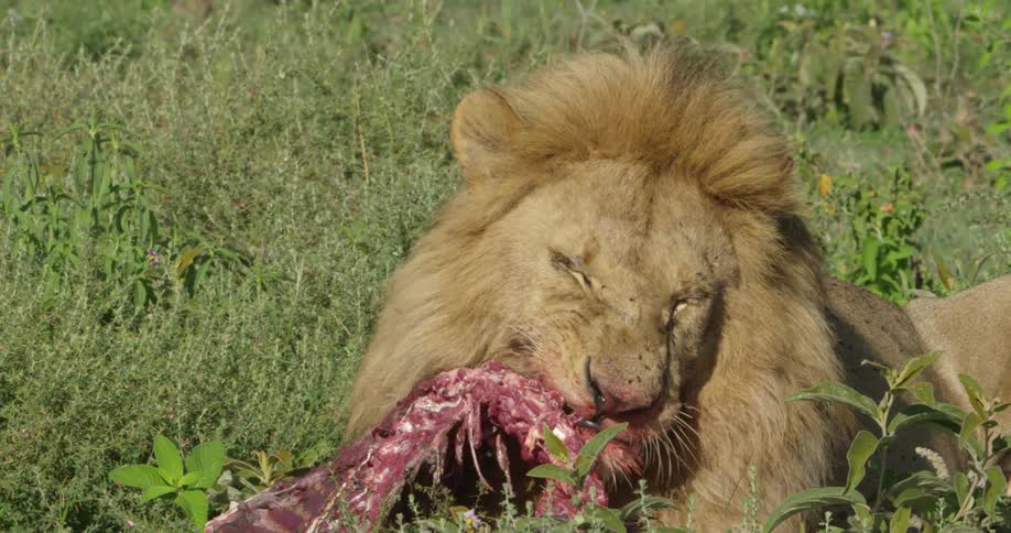 Lion tearing at and eating dead prey
