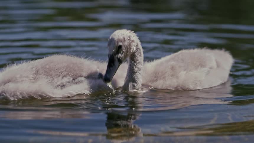 A fluffy cygnet lifts its wet head from the water after feeding in a calm lake in slow motion