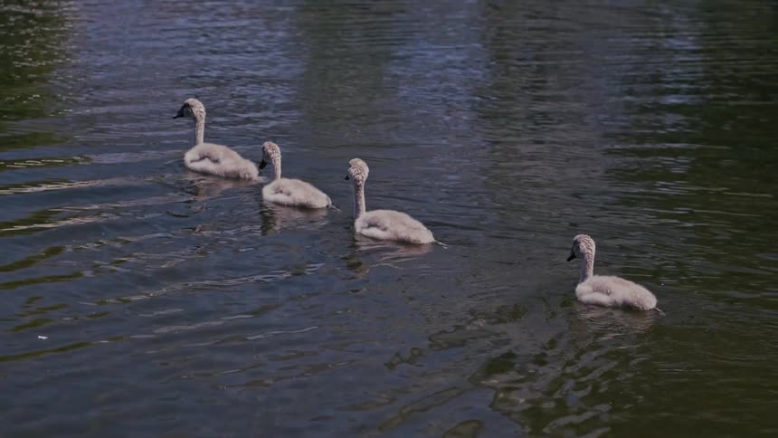 Four cute fluffy cygnets swim in a line on a calm body of water