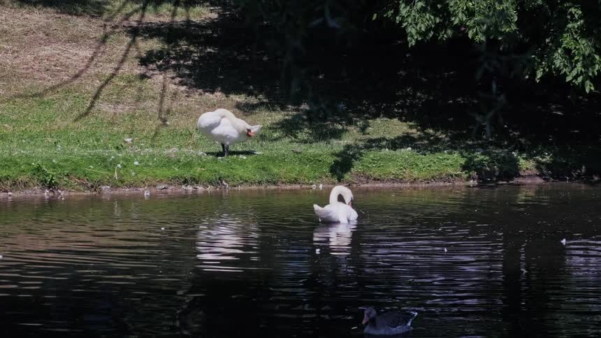 Two white swans preen themselves, one on the grassy bank and the other in a dark pond, while a duck swims nearby