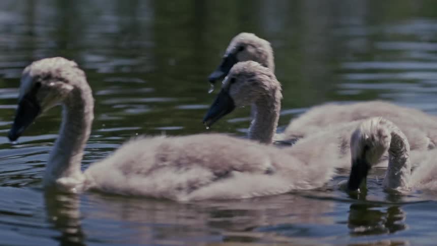 A group of fluffy grey cygnets gracefully swim and drink from a calm lake in slow motion