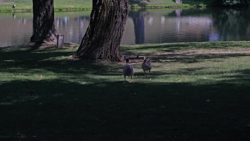 Two geese walk towards the camera in slow motion in a shady park by a lake