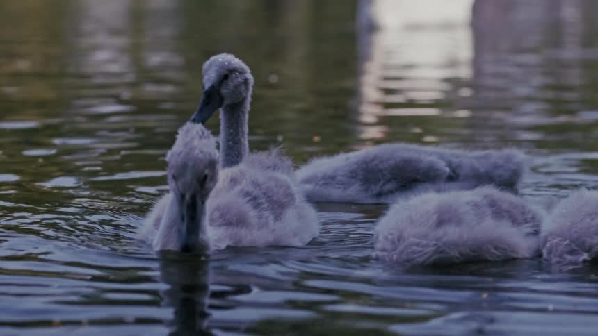 A close-up slow-motion shot of a group of adorable fluffy gray cygnets swimming in a peaceful pond