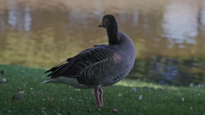 A single greylag goose stands on a grassy bank next to a pond and preens its feathers