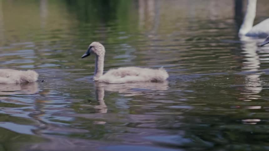 A pair of cute fluffy gray cygnets swim gracefully across a tranquil pond in slow motion