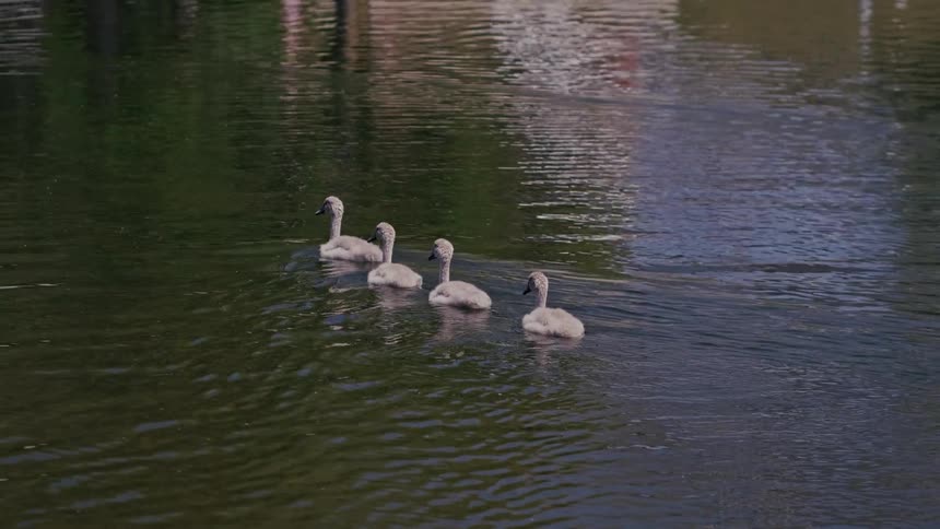 Four adorable fluffy grey cygnets swim in a line on a calm river on a sunny day