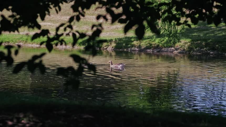Two ducks peacefully swim across a sunlit pond, viewed through the silhouette of lush green leaves in the foreground