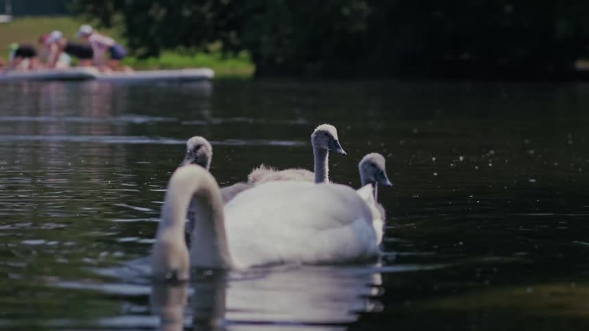 A mother swan leads her fluffy grey cygnets as they swim together in a calm lake on a sunny day
