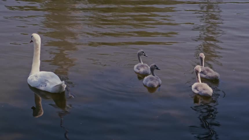 A mother swan gracefully swims on a calm lake with her four fluffy grey cygnets