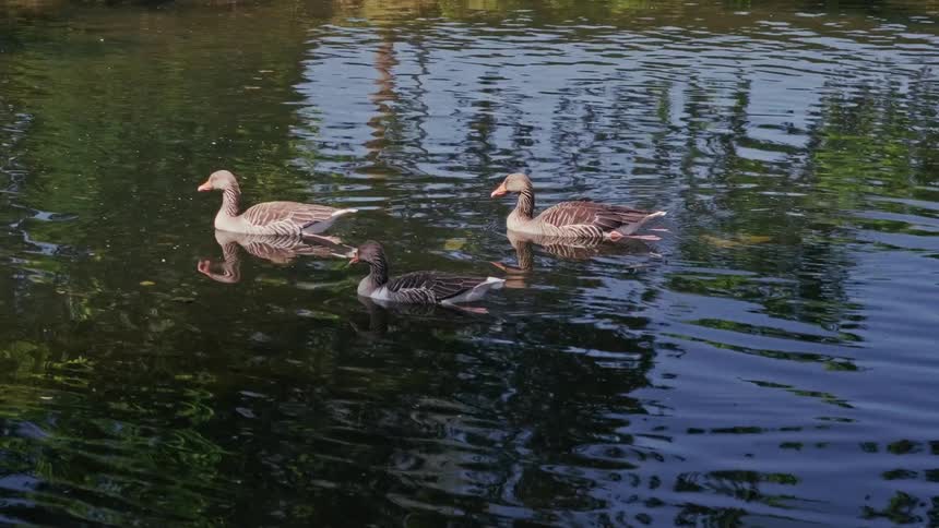 Three greylag geese float peacefully on a calm, reflective pond on a sunny day
