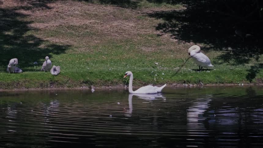 A serene swan family relaxes by a tranquil pond, with one adult swimming while the other preens on the grassy shore beside their cygnets