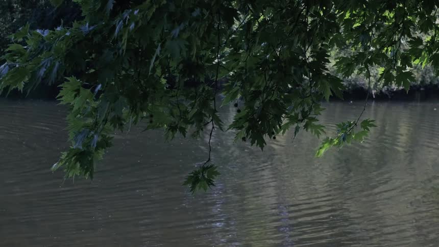 A tranquil scene of green tree leaves hanging over a gently rippling body of water