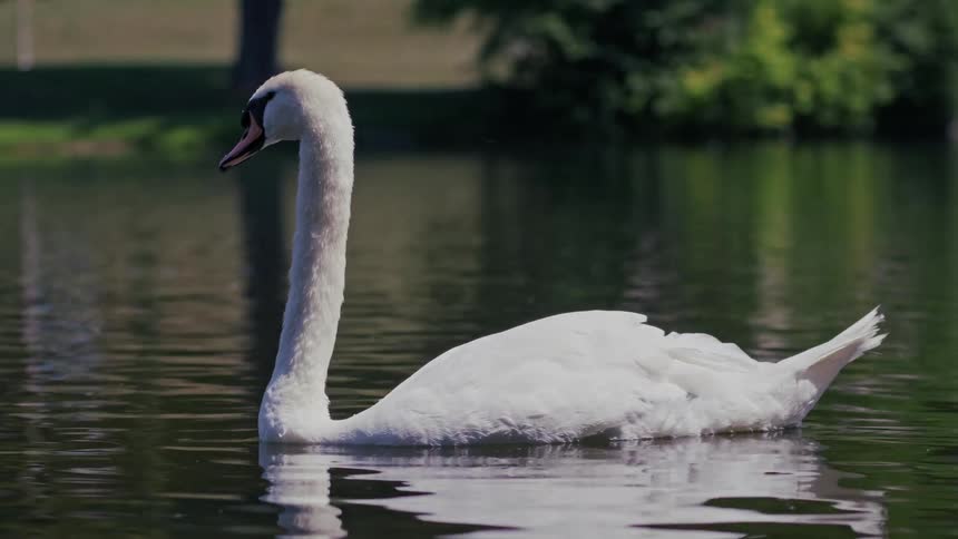 A majestic white swan glides peacefully across the calm, reflective waters of a sunlit lake