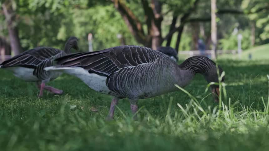 A close-up slow-motion view shows several grey geese peacefully grazing on the green grass in a sunny park