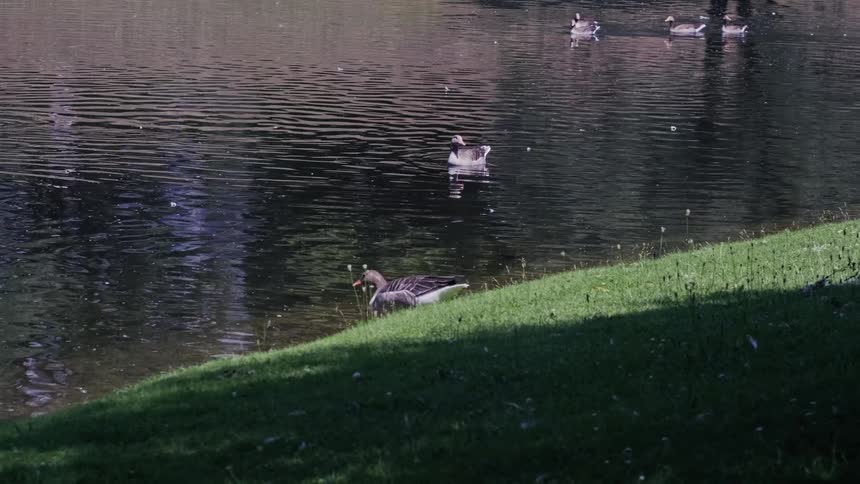 A greylag goose walks down a grassy bank and slowly enters a calm lake to join other geese swimming