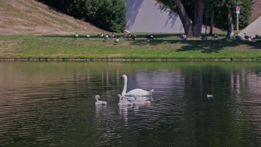 A mother swan and her baby cygnets swim together in a peaceful pond on a sunny day