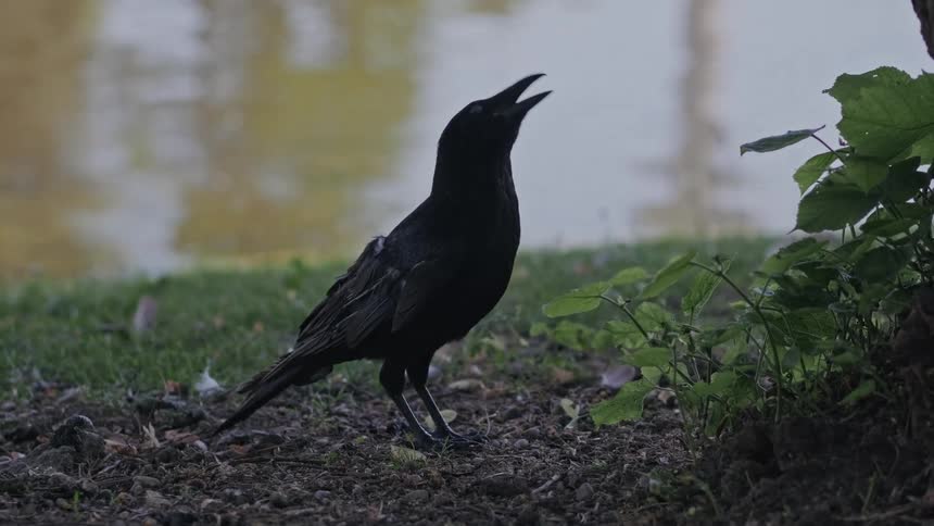 A silhouetted black crow stands on the ground by a pond and caws into the air