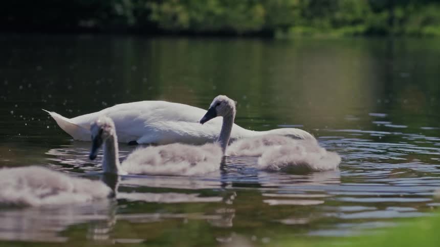 A mother swan and her fluffy grey cygnets swim together and feed in a calm, reflective lake in slow motion