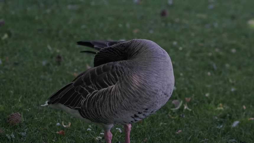 A Greylag goose stands on a green lawn and preens its feathers in slow motion