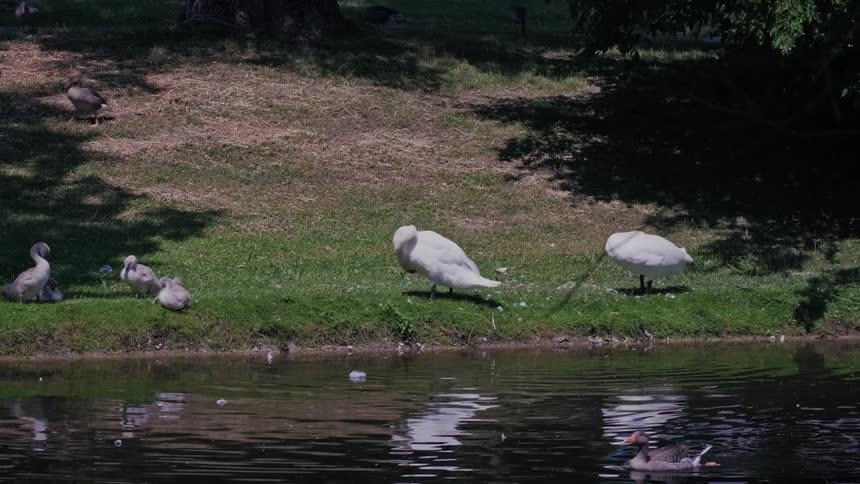 A swan family with cygnets relaxes on a grassy bank next to a calm pond on a sunny day