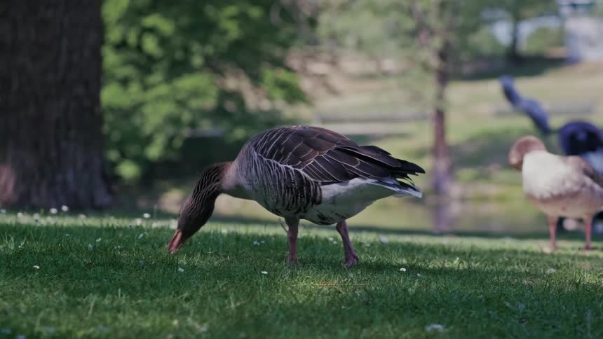 Slow motion footage of a greylag goose feeding on fresh grass in a park on a sunny day