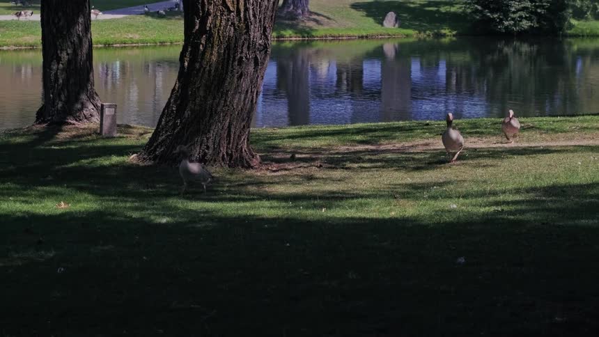Three gray geese calmly walk and graze on a grassy lawn next to a tranquil pond in a sunlit park