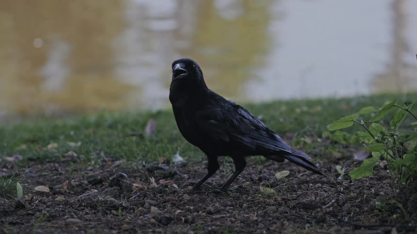 A black crow stands on the ground near a body of water and caws with its beak open in slow motion