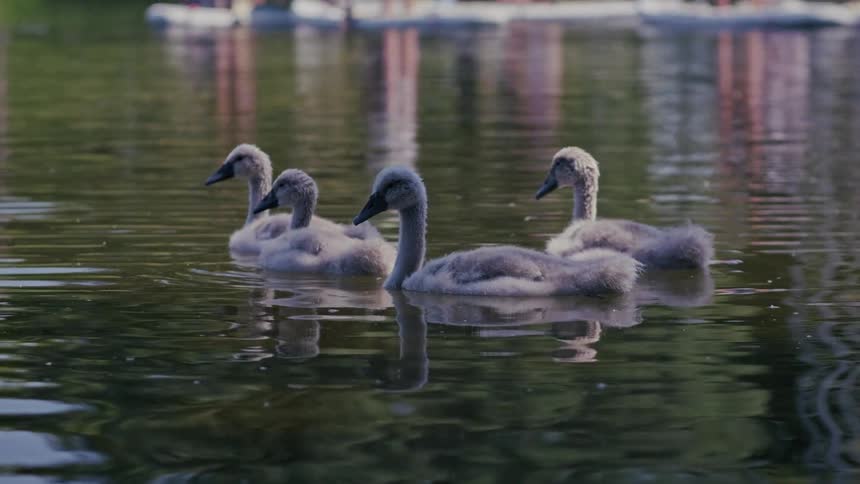 A family of fluffy grey cygnets float peacefully on a lake until their mother swan swims by, leading them away