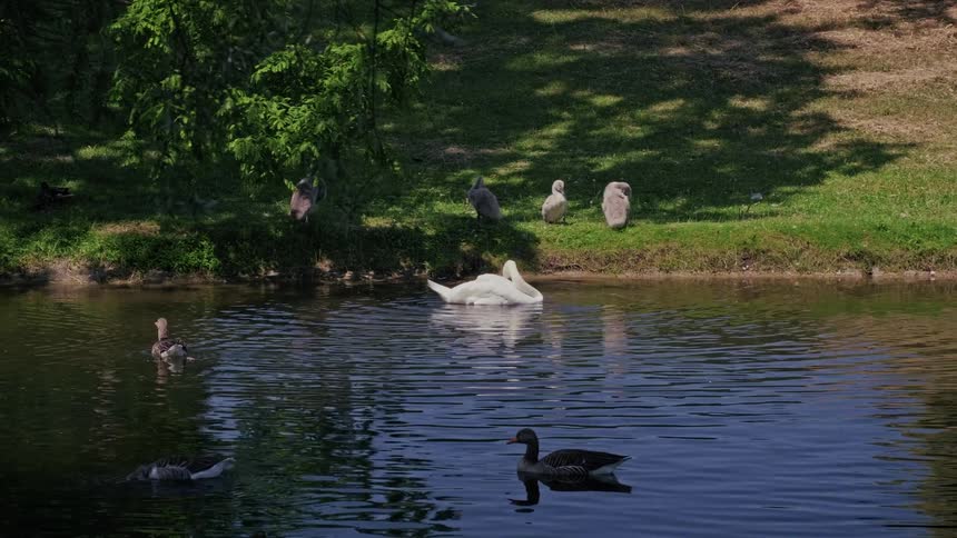 A serene pond scene features a white swan and ducks swimming while young cygnets rest on the grassy bank